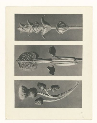 Plant Study