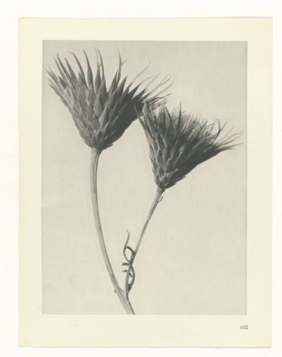 Plant Study