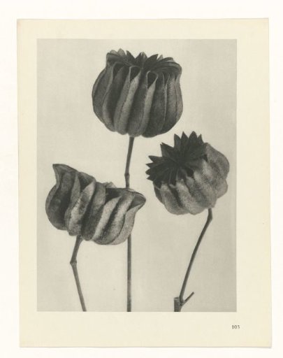 Plant Study