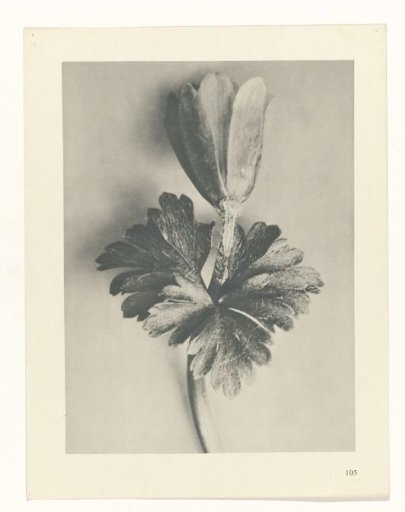 Plant Study