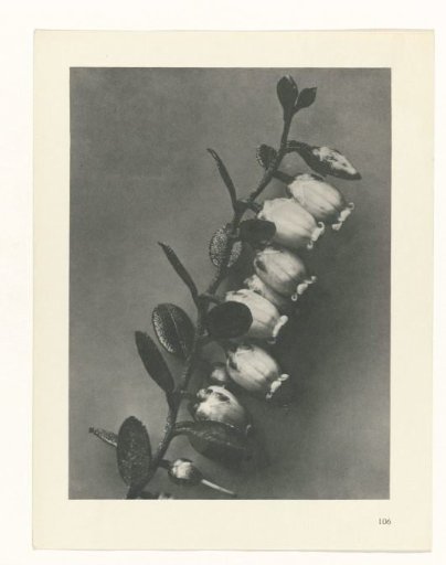Plant Study