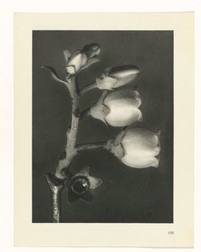 Plant Study