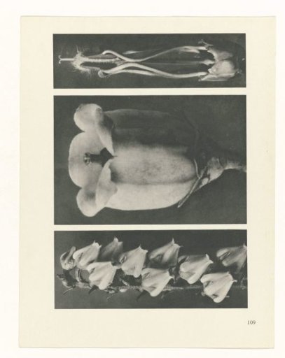 Plant Study
