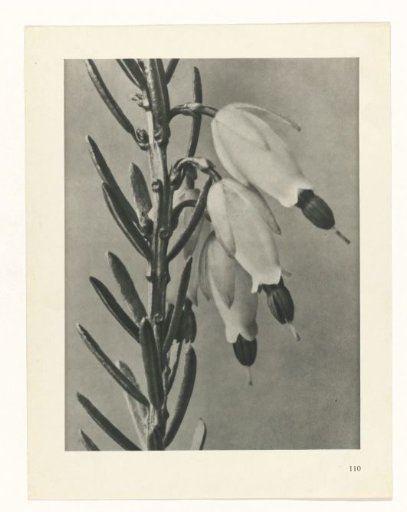 Plant Study