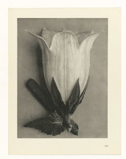 Plant Studies