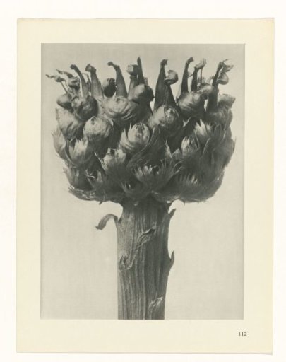 Plant Study