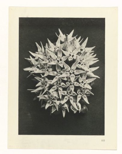Plant Study