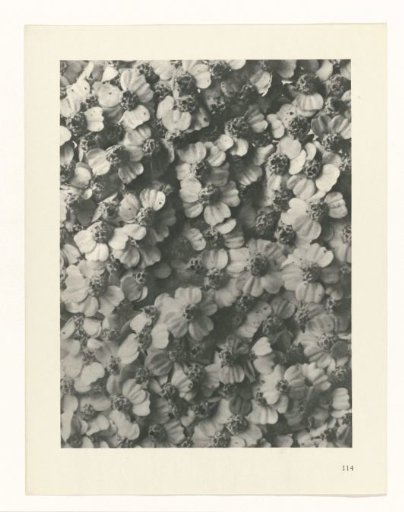 Plant Study