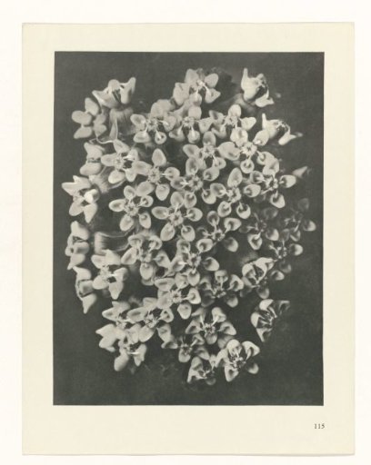 Plant Study