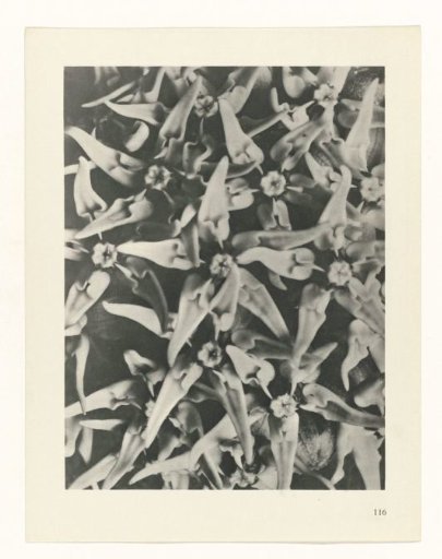 Plant Study