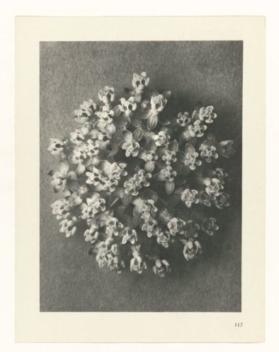Plant Study