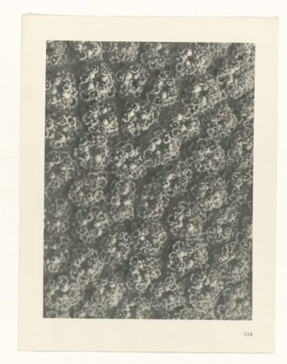 Plant Study