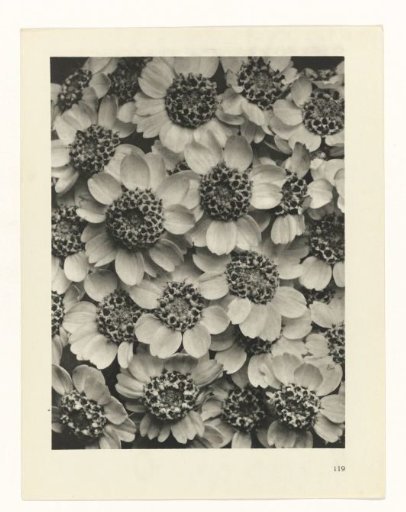 Plant Study
