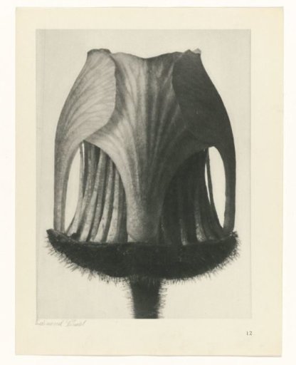Plant Study