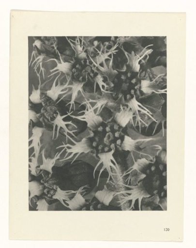 Plant Study