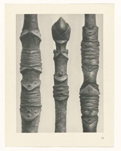 Plant Study