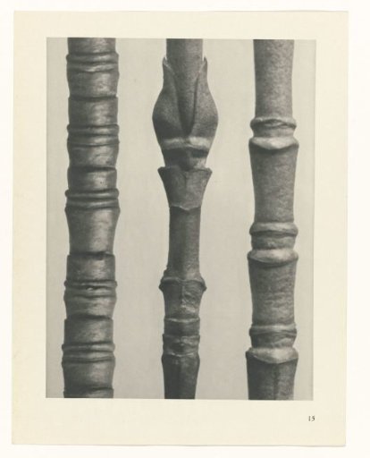 Plant Study