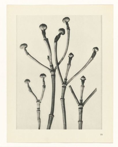Plant Studies