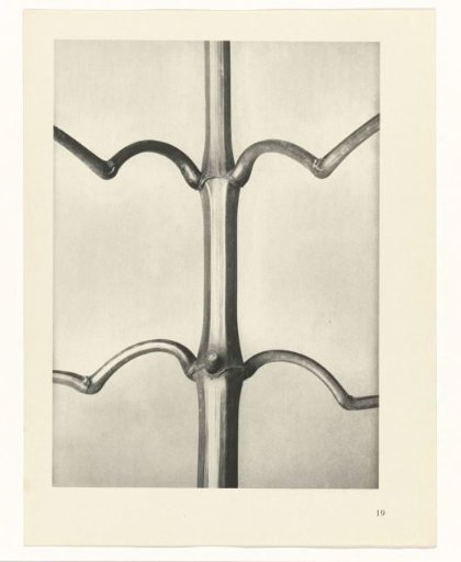Plant Study
