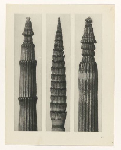 Plant Study
