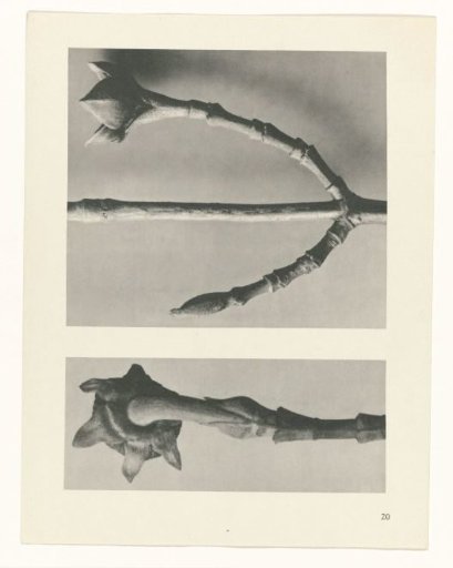 Plant Study