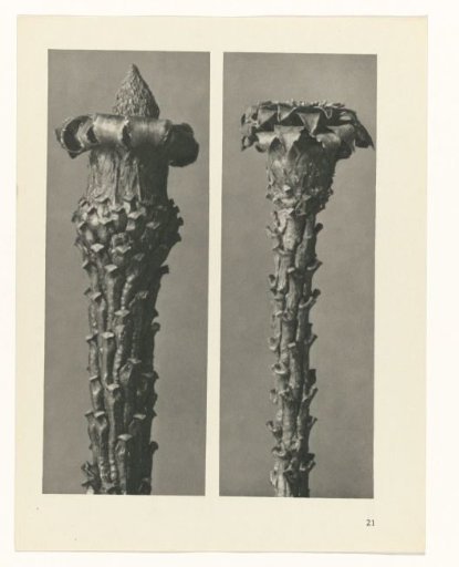 Plant Study