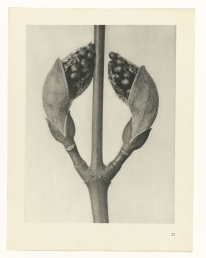 Plant Study