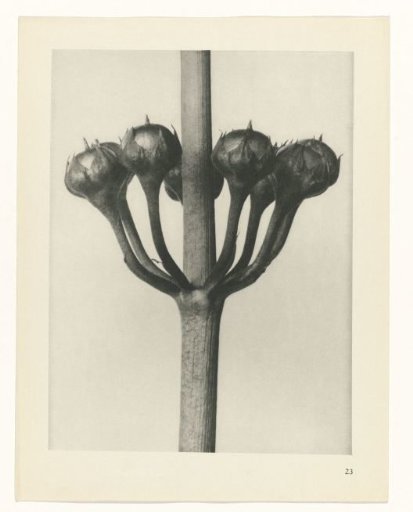 Plant Study