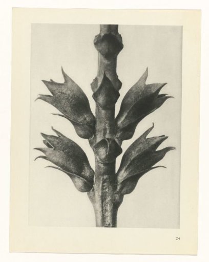 Plant Study
