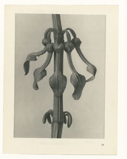 Plant Study