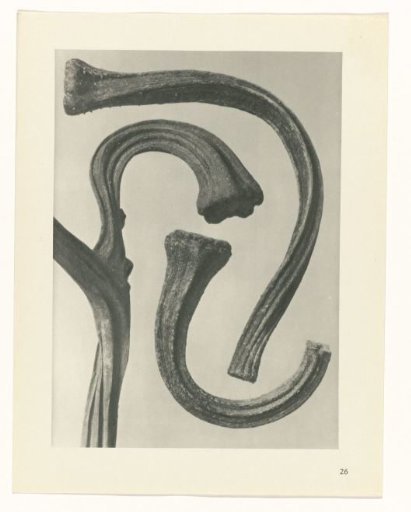 Plant Study