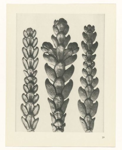 Plant Study