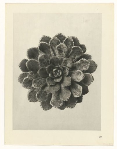 Plant Study