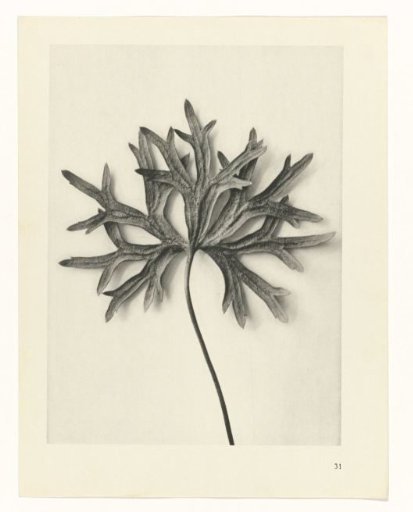 Plant Studies