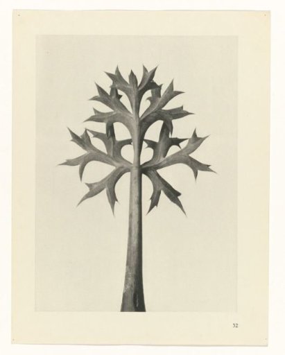 Plant Study