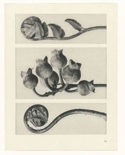Plant Study