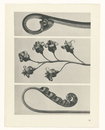 Plant Study