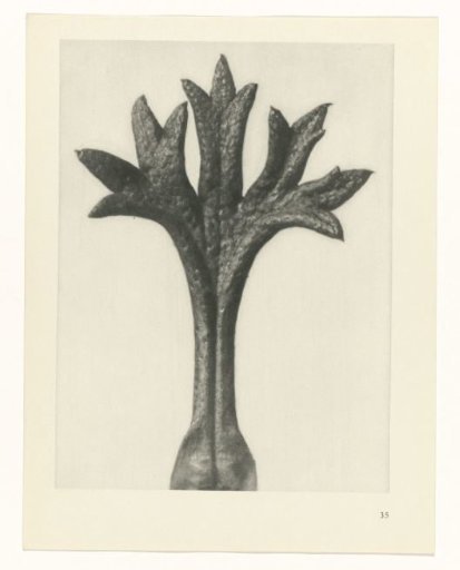 Plant Study
