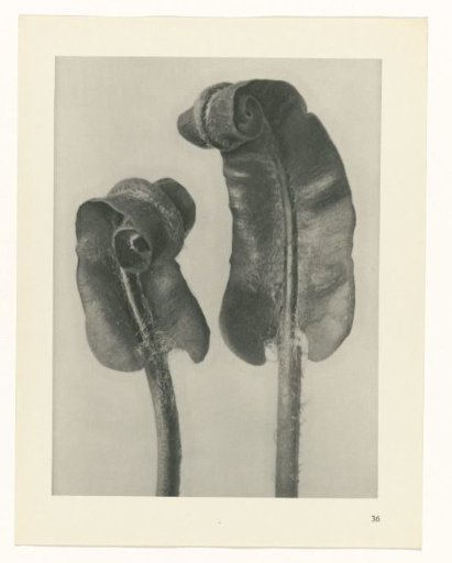 Plant Study
