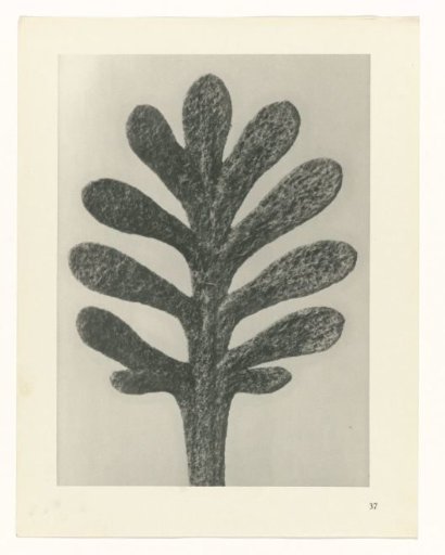 Plant Studies