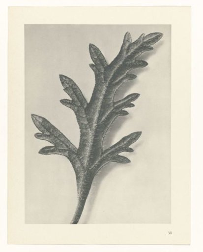 Plant Study