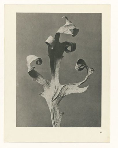 Plant Study
