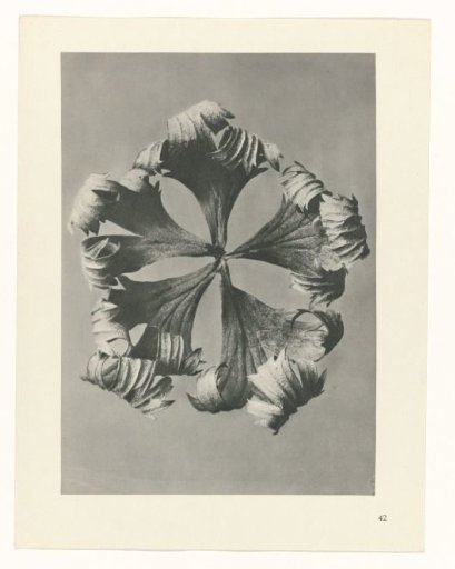 Plant Study