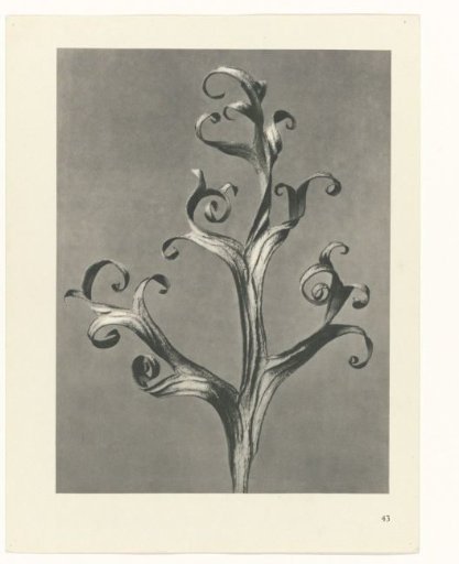 Plant Study