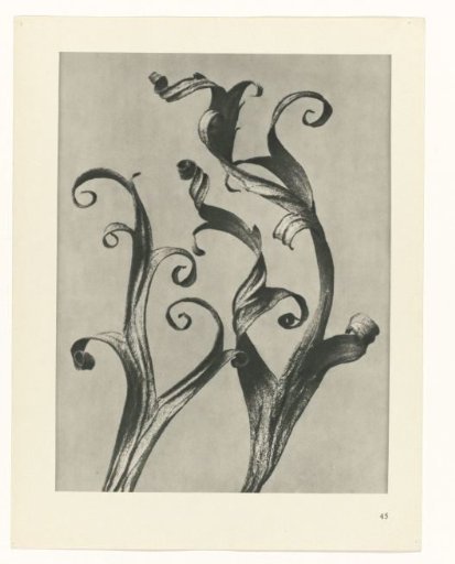 Plant Study
