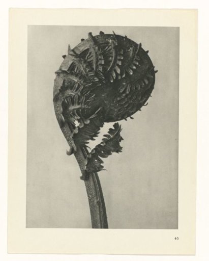 Plant Study