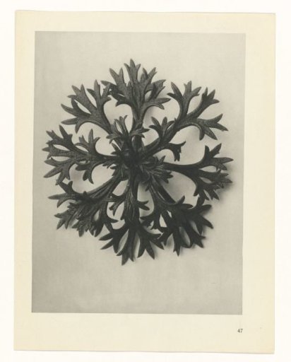 Plant Study