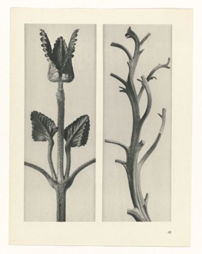 Plant Study