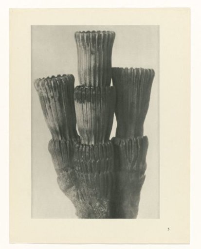 Plant Study