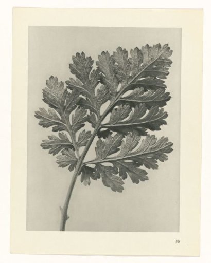 Plant Study